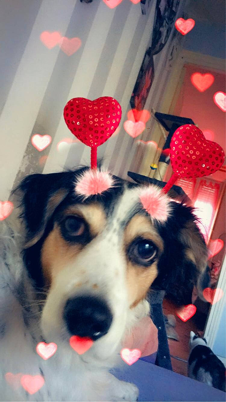 Diane a rejoint le concours — aidez-le/la à gagner de superbes lots ! canidae, carnivore, companion_dog, dog, dog_breed, ear, fawn, nose, organ, paw, puppy, puppy_love, rare_breed_dog, siberian_husky, snout