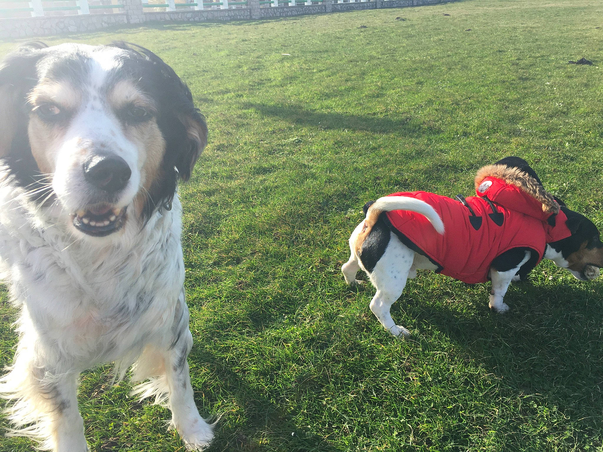 Diane a rejoint le concours — aidez-le/la à gagner de superbes lots ! adventure, canidae, carnivore, companion_dog, dog, dog_breed, dog_walking, hunting_dog, mammal, sporting_group, vertebrate