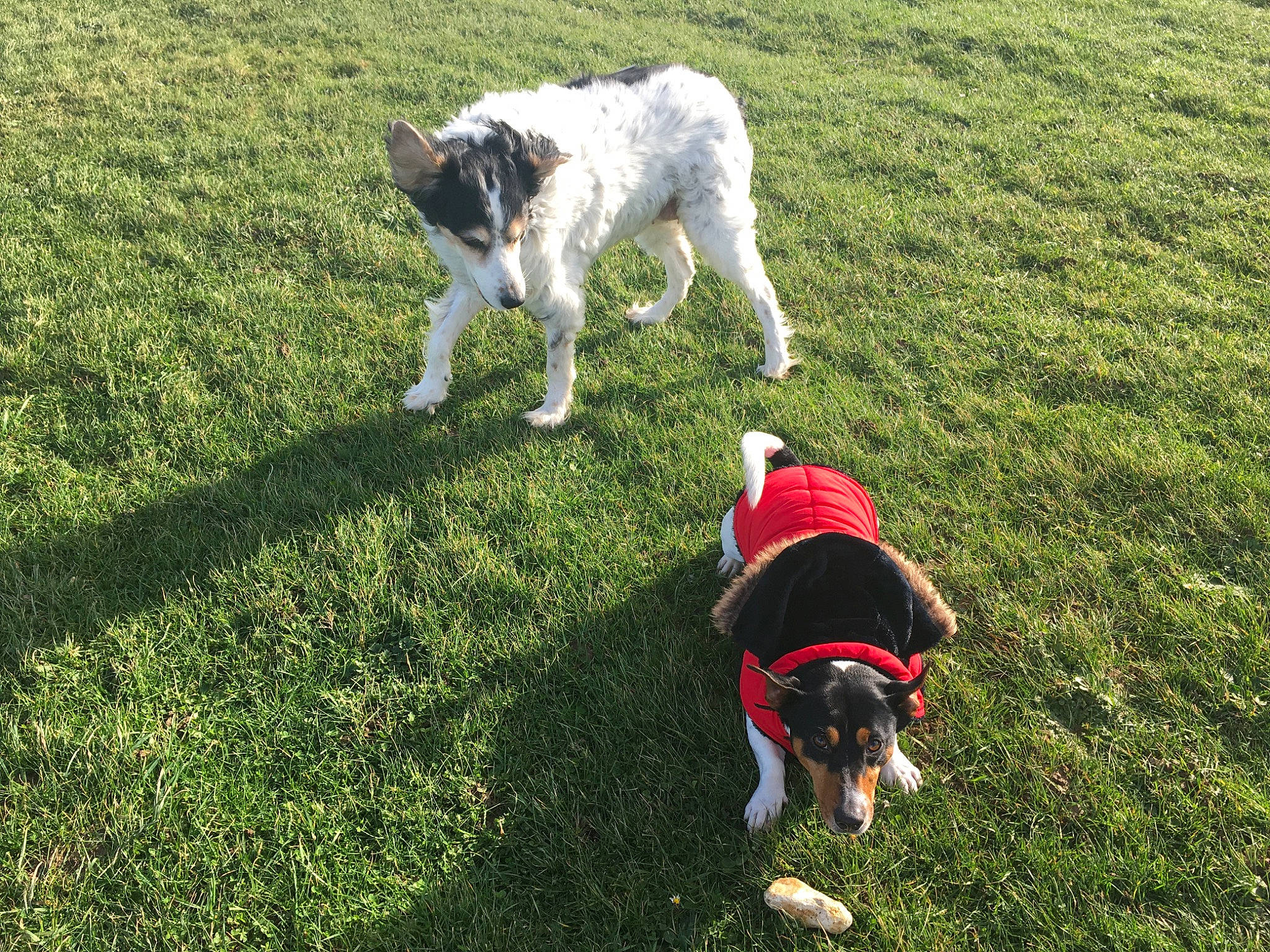 Diane a rejoint le concours — aidez-le/la à gagner de superbes lots ! canidae, carnivore, danish_swedish_farmdog, dog, dog_breed, dog_walking, grass, hunting_dog, lawn, mammal, sporting_group, stabyhoun, vertebrate