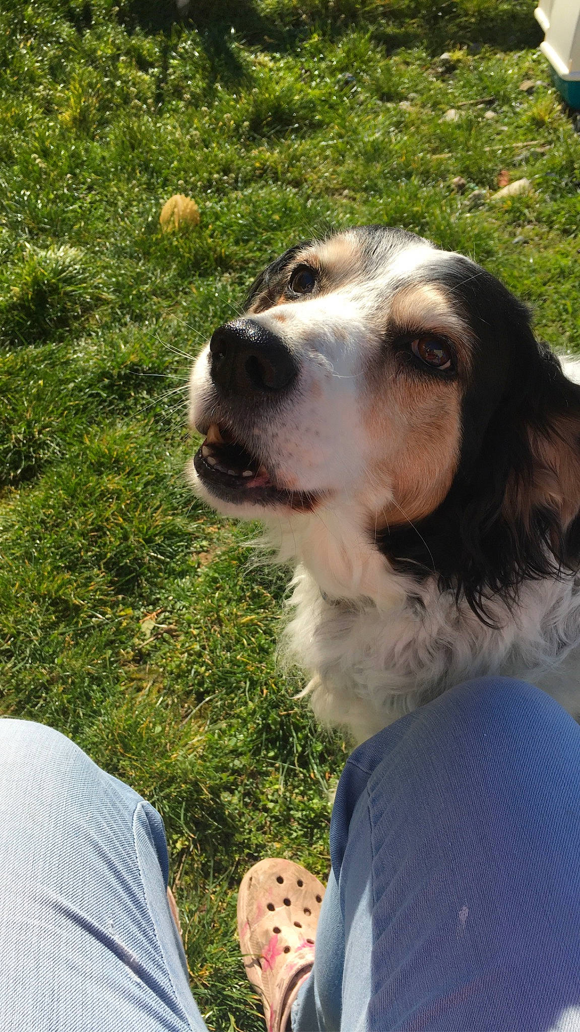 Diane a rejoint le concours — aidez-le/la à gagner de superbes lots ! canidae, carnivore, companion_dog, dog, dog_breed, mammal, rare_breed_dog, snout, sporting_group, vertebrate, welsh_springer_spaniel