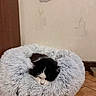 animal, black_and_white, cat, cozy, cute, domestic_animal, floor, fluffy, fur, furniture, home, indoor, mammal, peaceful, pet_bed, quiet, relaxation, resting, sleeping, tile_floor