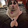 Toodles joined the competition — help win amazing prizes! cat, bed, pillow, blanket, furniture, collar, pet, indoor, animal, relaxed, crossed_paws, headboard, lamp, sleepy, domestic, whiskers, fur, cute, resting, home