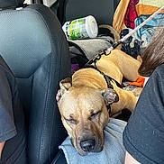 Amina joined the competition — help win amazing prizes! dog, sleeping, car_interior, seat, blanket, harness, leash, resting, pet, travel, backseat, human_arm, black_shirt, window, bottle, container, headrest, seatbelt, tan_dog, relaxed