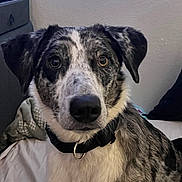 Rocko joined the competition — help win amazing prizes! dog, pet, indoor, bed, blanket, collar, furniture, wall, curious, closeup, canine, animal, domestic, portrait, fur, ears, sitting, looking, black, white