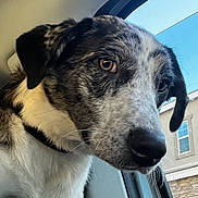 Ami is registered to the contest to win money with this photo: dog, close_up, car_interior, window, building, sky, pet, animal, black_and_white, fur, whiskers, ears, collar, outdoor, daylight, portrait, canine, looking, curious, face
