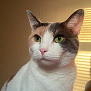 Billi is registered to the contest to win money with this photo: cat, calico_cat, pet, portrait, green_eyes, whiskers, fur, ears, pink_nose, indoor, soft_light, close_up, cute, feline, mammal, sitting, domestic_cat, adorable, household, window_blinds