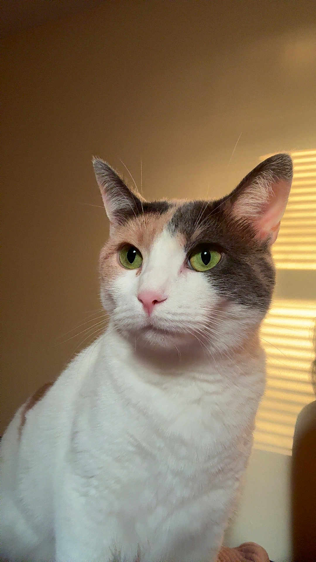 Billi is registered to the contest to win money with this photo: cat, calico_cat, pet, portrait, green_eyes, whiskers, fur, ears, pink_nose, indoor, soft_light, close_up, cute, feline, mammal, sitting, domestic_cat, adorable, household, window_blinds