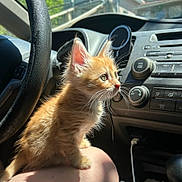 Suzie joined the competition — help win amazing prizes! kitten, cat, orange_cat, pet, animal, inside_car, dashboard, steering_wheel, sunlight, whiskers, curious, young_cat, feline, fur, closeup, domestic_animal, car_interior, seat, human_leg, petting