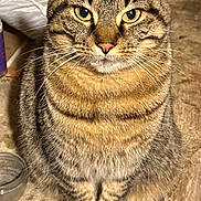 Gracie is registered to the contest to win money with this photo: cat, tabby_cat, pet, feline, whiskers, yellow_eyes, ears, paws, fur, stripes, closeup, portrait, sitting, indoor, concrete_floor, bowl, staring, cute, chonky, muzzle