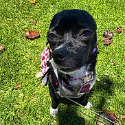 Brafa joined the competition — help win amazing prizes! animal, black_dog, canine, close_up, collar, cute, daylight, dog, grass, harness, leaves, name_tag, nature, outdoor, pet, shadow, sitting, small_dog, sunlight, white_paws