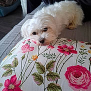 Ulysse participe au concours pour gagner de l'argent avec cette photo : adorable, animal, closeup, comfort, cozy, cute, dog, domestic, floral_pattern, fluffy, fur, home, indoor, pet, pillow, relaxed, resting, sleepy, sofa, white_dog