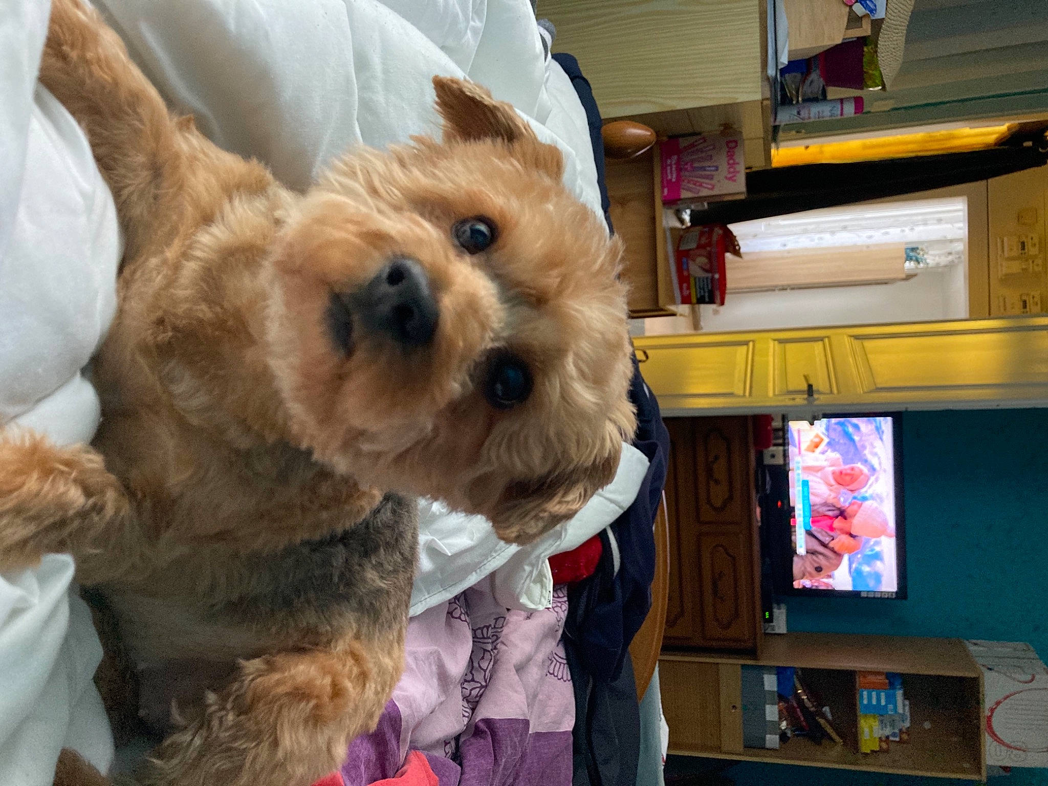 Doly participe au concours pour gagner de l'argent avec cette photo : bookcase, carnivore, collar, companion_dog, dog, dog_breed, dog_clothes, dog_supply, fawn, fur, pet_supply, shelf, shelving, small_terrier, snout, sporting_group, terrier, toy_dog, working_animal, yorkipoo