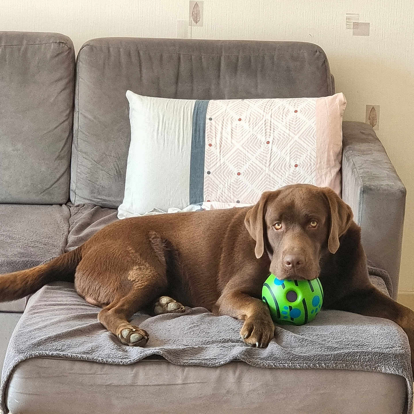 Tim participe au concours pour gagner de l'argent avec cette photo : animal, architecture, ball, building, canine, couch, cushion, dog, football, furniture, homedecor, hound, indoors, pet, puppy, soccer, soccerball, sport, tennis, tennisball