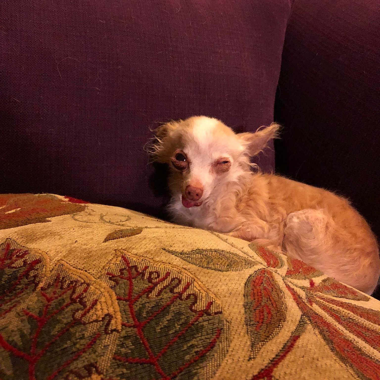 Judy joined the competition — help win amazing prizes! bed, canidae, carnivore, companion_dog, dog, dog_breed, fawn, fur, furniture, mammal, portuguese_podengo, puppy, vertebrate