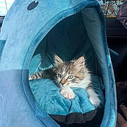 Scott joined the competition — help win amazing prizes! kitten, cat, pet_bed, shark_shape, blue, plush, indoor, sunlight, cozy, relaxed, animal, cute, furry, resting, soft, comfort, small_animal, domestic_cat, car_interior, window
