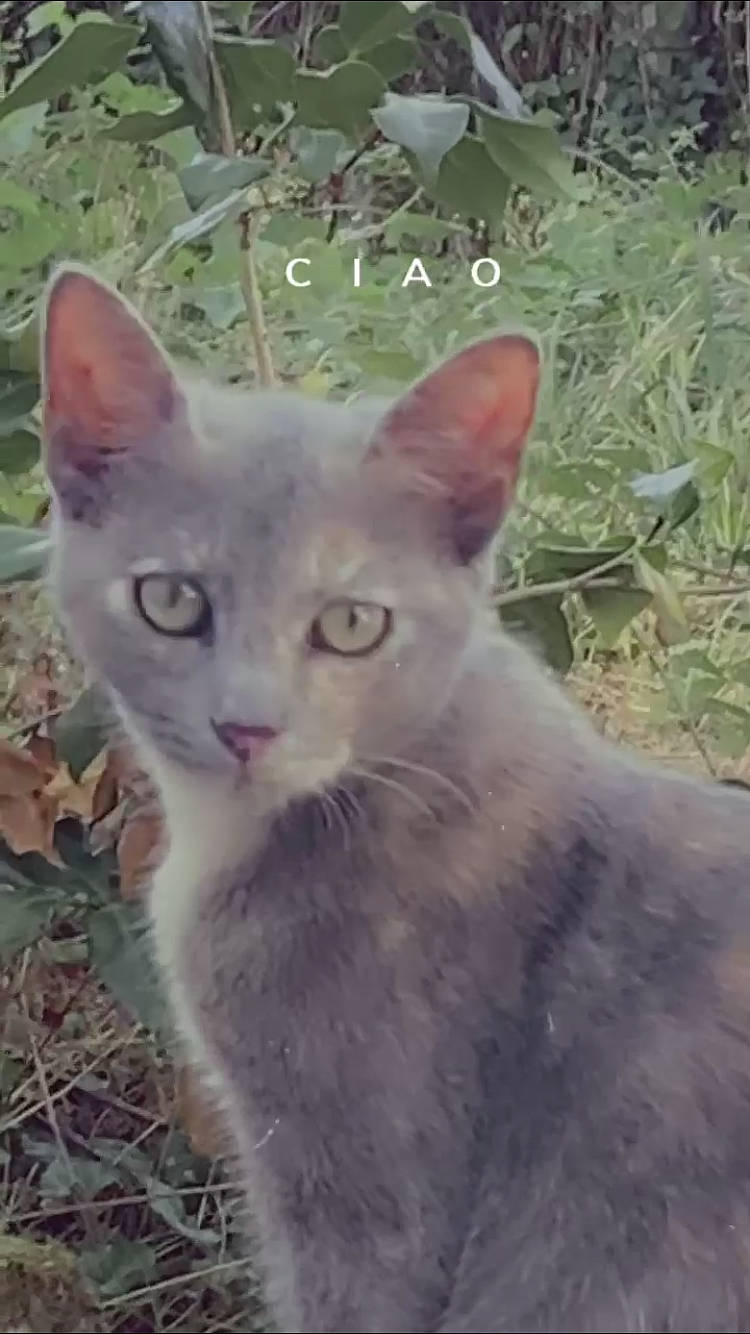 Chanel a rejoint le concours — aidez-le/la à gagner de superbes lots ! carnivore, cat, domestic_short_haired_cat, felidae, fur, grass_family, groundcover, iris, leaf, neck, organ, organism, russian_blue, skin, small_to_medium_sized_cats, snapshot, snout, terrestrial_animal, vertebrate, whiskers
