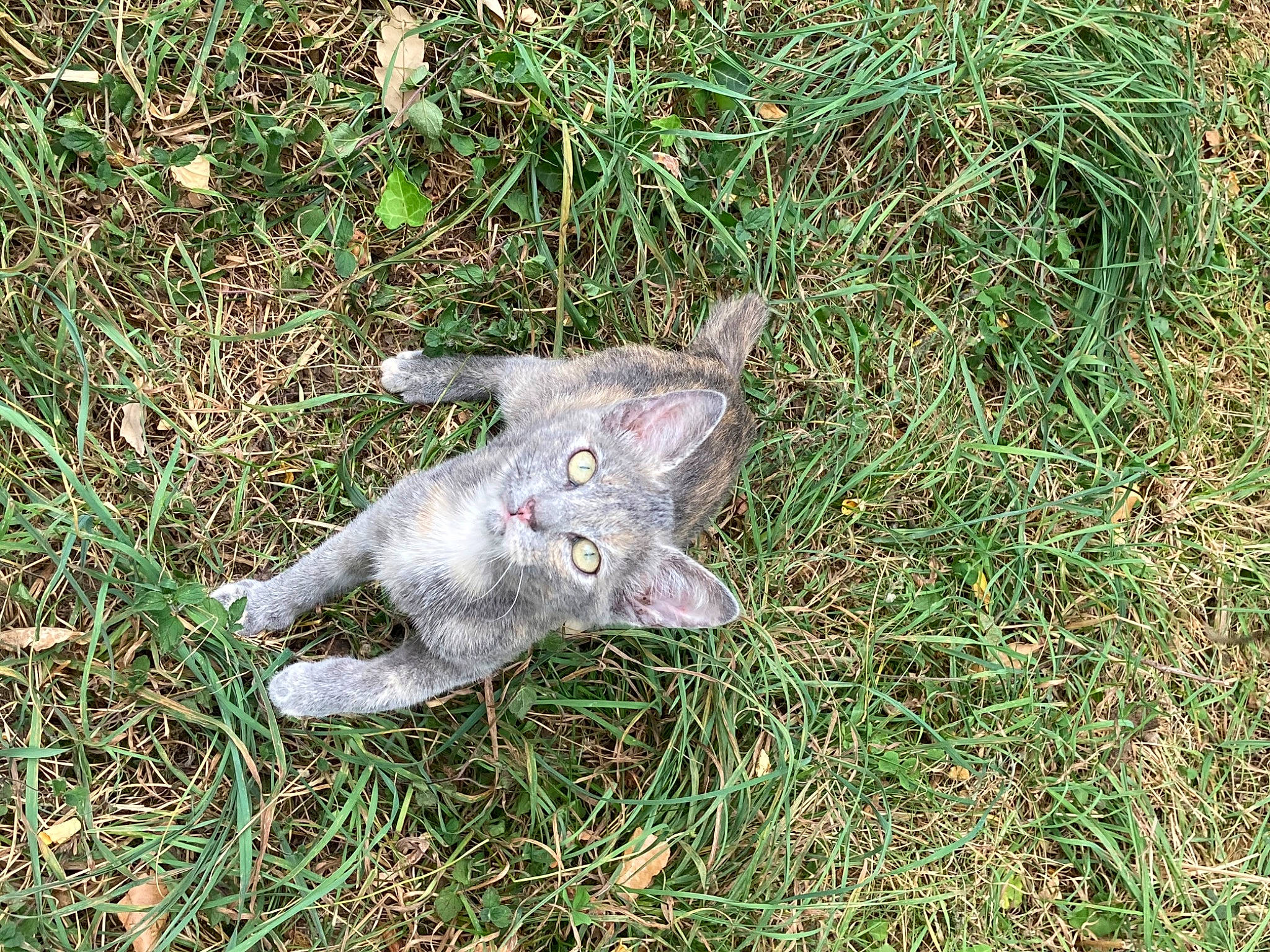 Chanel a rejoint le concours — aidez-le/la à gagner de superbes lots ! carnivore, cat, felidae, fur, grass, grass_family, groundcover, korat, small_to_medium_sized_cats, snout, tail, terrestrial_animal, whiskers, wildlife