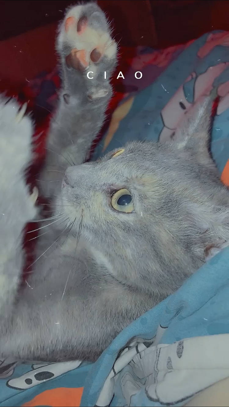 Chanel participe au concours pour gagner de l'argent avec cette photo : aqua, blue, carnivore, cat, felidae, fur, grey, iris, russian_blue, small_to_medium_sized_cats, snout, terrestrial_animal, turquoise, vertebrate, whiskers