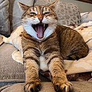 Stellar is registered to the contest to win money with this photo: cat, tabby_cat, yawning, open_mouth, teeth, tongue, whiskers, paws, fur, couch, blanket, sofa, indoors, living_room, pet, close_up, portrait, relaxed, cute, silly