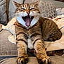 cat, tabby_cat, yawning, open_mouth, teeth, tongue, whiskers, paws, fur, couch, blanket, sofa, indoors, living_room, pet, close_up, portrait, relaxed, cute, silly