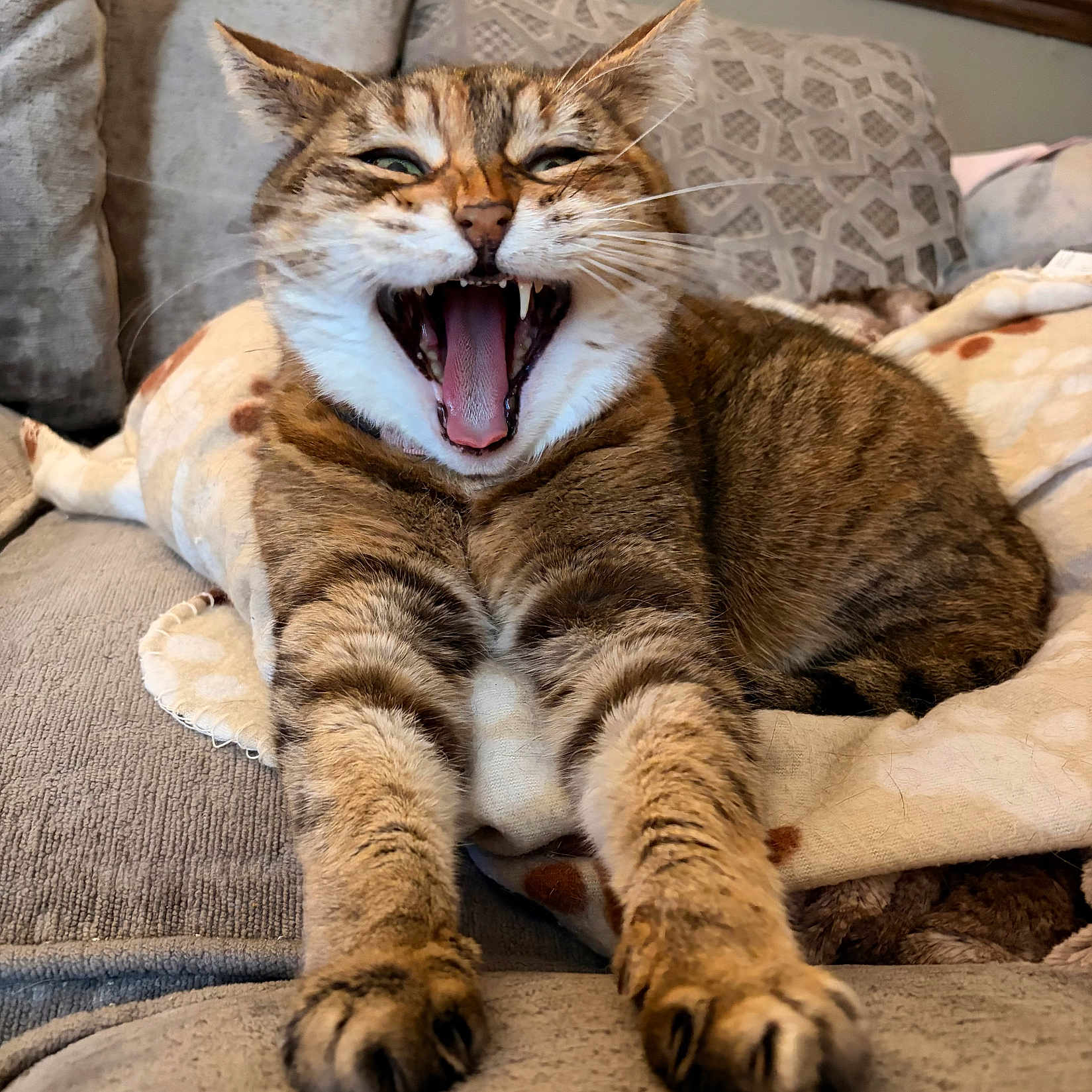 Stellar is registered to the contest to win money with this photo: blanket, cat, close_up, couch, cute, fur, indoors, living_room, open_mouth, paws, pet, portrait, relaxed, silly, sofa, tabby_cat, teeth, tongue, whiskers, yawning