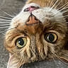 Stellar is registered to the contest to win money with this photo: brown_tabby, cat, close_up, closeup, couch, domestic_cat, ear, eye_reflection, feline, fur, green_eyes, indoor, nose, pet, playful, portrait, tabby, texture, upside_down, whiskers