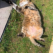 Stellar joined the competition — help win amazing prizes! belly_up, cat, cute, domestic_cat, fur, grass, lawn, mischievous, nature, outdoor, paw, pet, relaxed, sleeping, stretched, summer, sunbathing, tabby_cat, tongue, whiskers