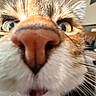 Stellar is registered to the contest to win money with this photo: blurry, cat, close_up, curiosity, cute, eyes, fur, fuzzy, indoor, macro, muzzle, nose, pet, playful, portrait, snout, tabby, up_close, whiskers, wide_angle