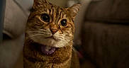 Stellar is registered to the contest to win money with this photo: big_eyes, bokeh, cat, close_up, collar, couch, curious, fur, furniture, home, indoor, nighttime, pet, portrait, purple_collar, shallow_depth_of_field, sitting, tabby_cat, warm_lighting, whiskers