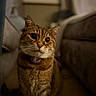 big_eyes, bokeh, cat, close_up, collar, couch, curious, fur, furniture, home, indoor, nighttime, pet, portrait, purple_collar, shallow_depth_of_field, sitting, tabby_cat, warm_lighting, whiskers