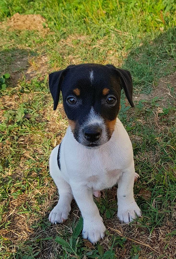 Bucky a rejoint le concours — aidez-le/la à gagner de superbes lots ! brazilian_terrier, canidae, carnivore, chilean_fox_terrier, companion_dog, danish_swedish_farmdog, dog, dog_breed, feist, fox_terrier, jack_russell_terrier, mammal, miniature_fox_terrier, puppy, rare_breed_dog, ratonero_bodeguero_andaluz, russell_terrier, smooth_fox_terrier, treeing_feist, vertebrate