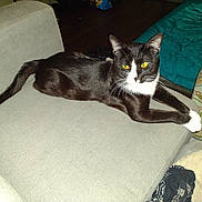 Scarface joined the competition — help win amazing prizes! cat, black_cat, white_paws, yellow_eyes, couch, indoor, furniture, blanket, patterned_cushion, relaxing, pet, animal, home, living_room, flash, fur, whiskers, tail, lying_down, cozy