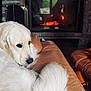 animal, comfort, couch, cozy, dog, fire, fireplace, fur, golden_retriever, home_interior, indoor, leather_couch, living_room, pet, relaxing, resting, tail, warm_lighting, white_dog, window_reflection