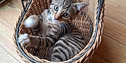 Samba participe au concours pour gagner de l'argent avec cette photo : animal, basket, cat, collar, curious, cute, domestic_cat, feline, house, indoor, kitten, paw, pet, playful, small, tabby, wide_eyes, wooden_floor, woven_basket, young