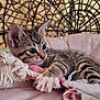 Samba a rejoint le concours — aidez-le/la à gagner de superbes lots ! alert, cat, close_up, cute, feline, furniture, indoor, kitten, paw, pet, pink_paw_pads, playful, relaxed, rope_toy, soft_surface, striped, tabby, toy, woven_backrest, young_animal