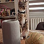 Samba a rejoint le concours — aidez-le/la à gagner de superbes lots ! animal, bookshelf, cat, collar, cozy, curious, curtains, domestic, furniture, home, indoor, kitten, looking, melon, pet, sitting, speaker, tabby, table, wooden_table