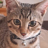 Samba a rejoint le concours — aidez-le/la à gagner de superbes lots ! animal, bell, cat, closeup, collar, curious, cute, domestic, eyes, face, feline, fur, indoor, kitten, mammal, pet, portrait, tabby, whiskers, young