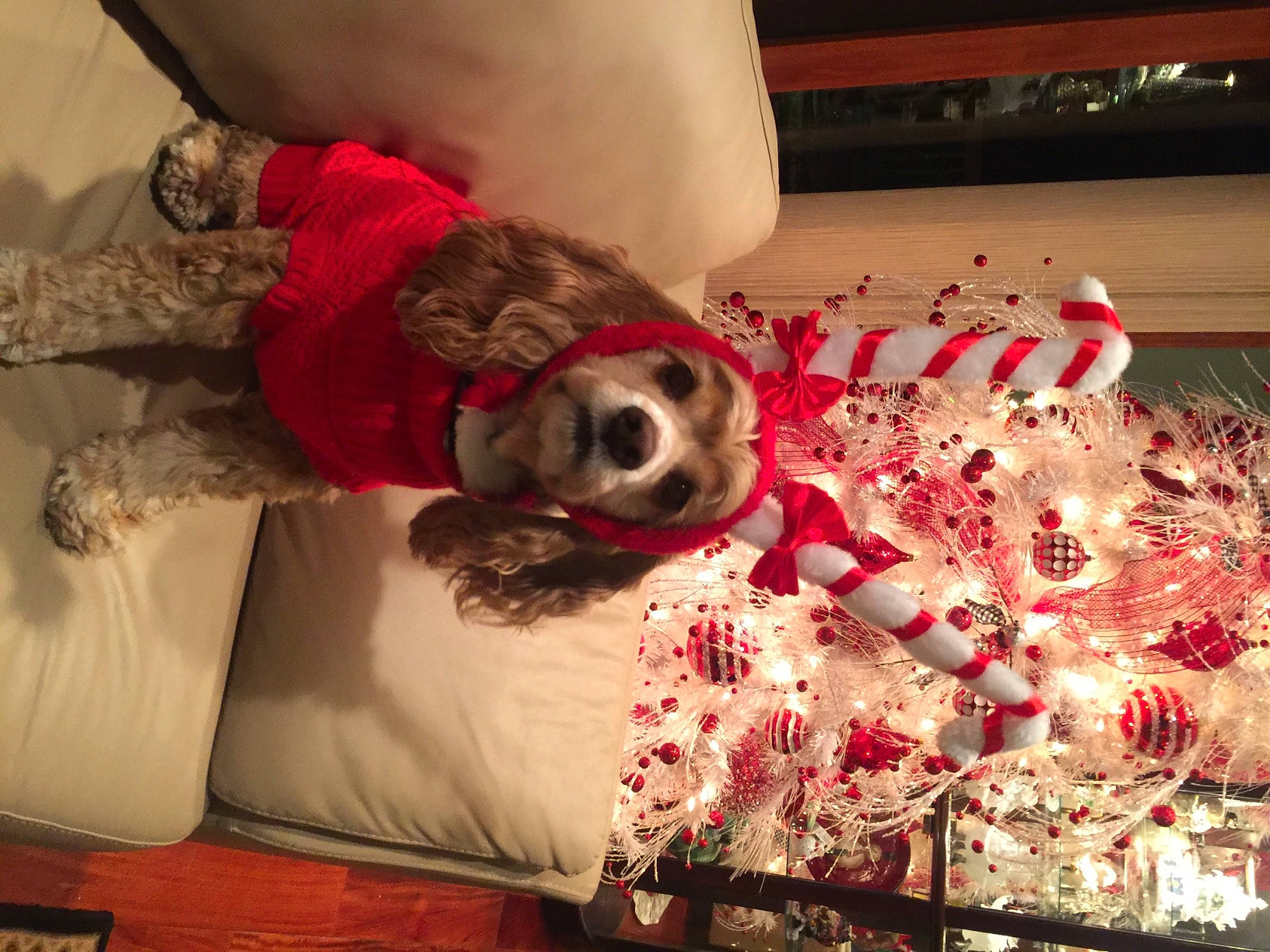 Lexie is registered to the contest to win money with this photo: bed, bedding, canidae, carnivore, comfort, companion_dog, couch, dog, dog_breed, dog_supply, fawn, fur, linens, magenta, pattern, red, room, sporting_group, textile, toy_dog