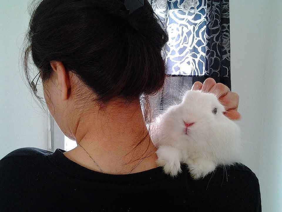 Lapounet