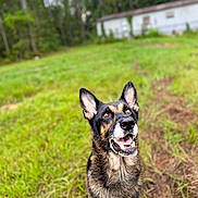 Zeus is registered to the contest to win money with this photo: animal, black, blurred_background, brown, canine, dog, domestic_animal, ears_up, excited, fur, german_shepherd, grass, happy, looking_up, mammal, nature, outdoor, pet, snout, yard