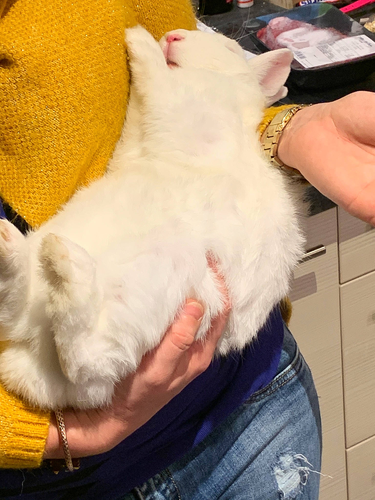 Moustik a rejoint le concours — aidez-le/la à gagner de superbes lots ! cat, felidae, fur, small_to_medium_sized_cats, tail