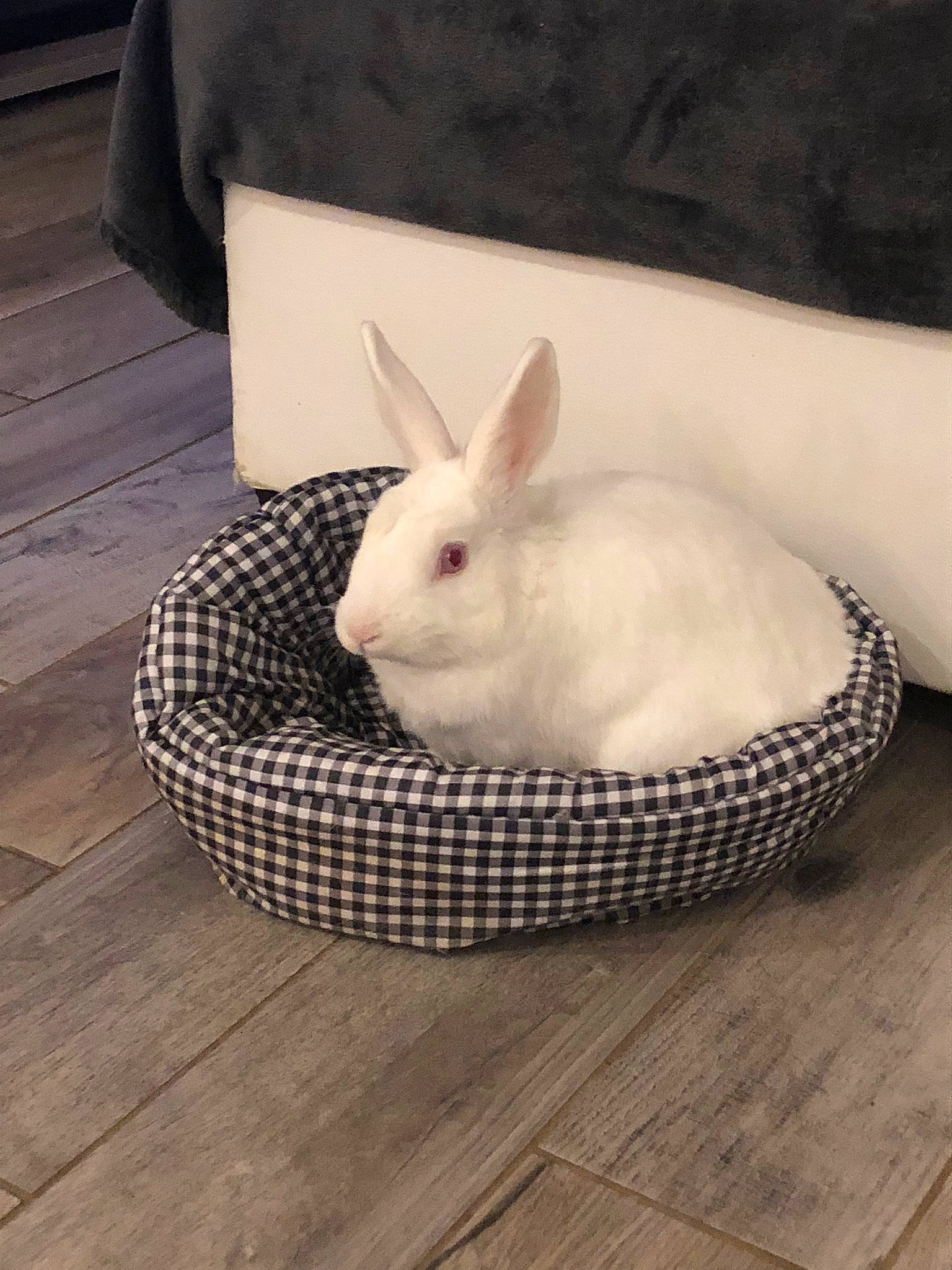 Moustik a rejoint le concours — aidez-le/la à gagner de superbes lots ! basket, domestic_rabbit, fawn, fur, hare, rabbit, rabbits_and_hares, skin, snowshoe_hare, whiskers