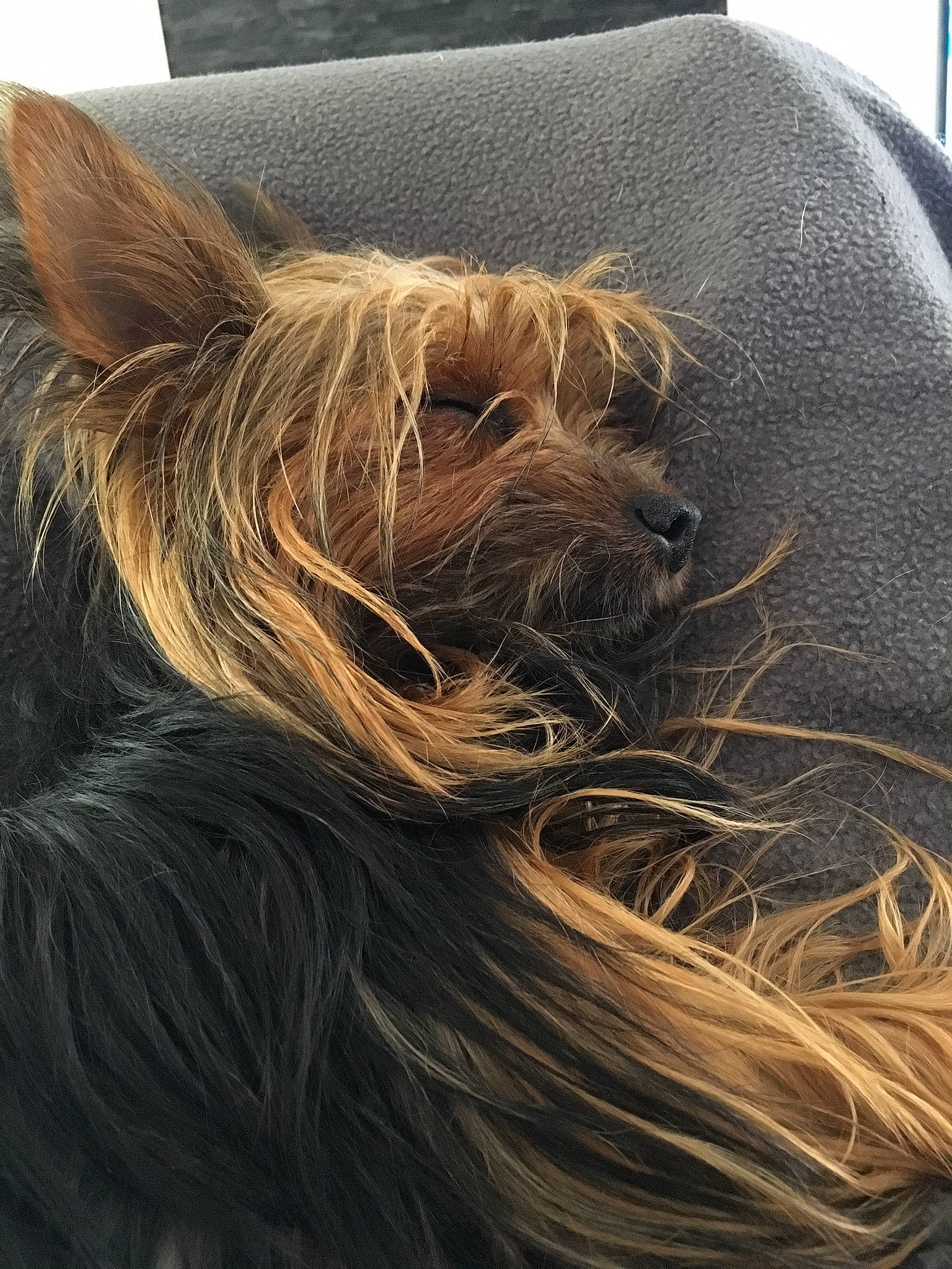 Cachou participe au concours pour gagner de l'argent avec cette photo : australian_silky_terrier, australian_terrier, biewer_terrier, briard, canidae, carnivore, companion_dog, dog, dog_breed, fawn, hair, mammal, small_terrier, snout, sporting_group, terrier, tibetan_terrier, toy_dog, vertebrate, yorkshire_terrier