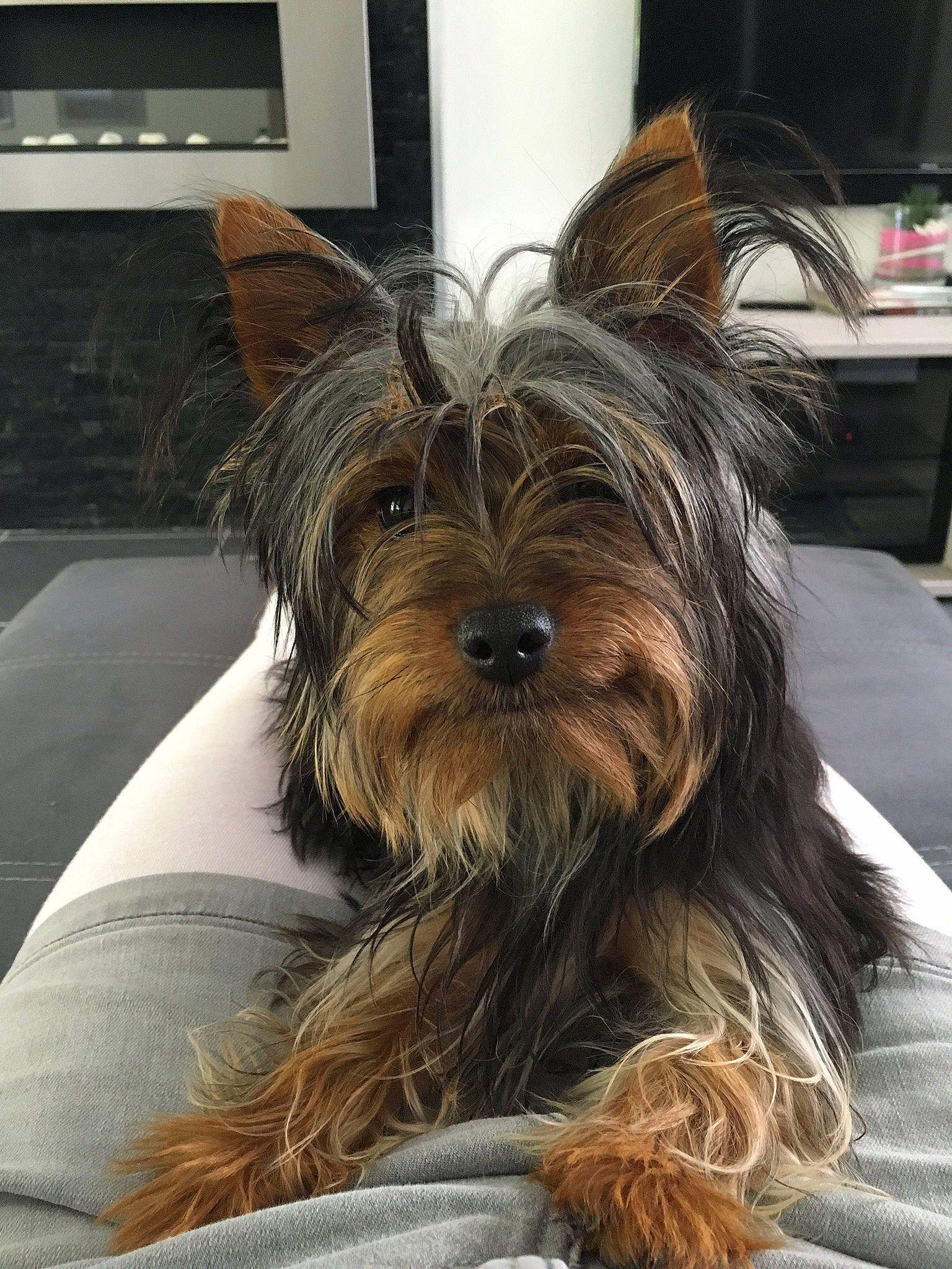 Cachou a rejoint le concours — aidez-le/la à gagner de superbes lots ! australian_silky_terrier, australian_terrier, biewer_terrier, cairn_terrier, canidae, carnivore, companion_dog, dog, dog_breed, mammal, puppy, rare_breed_dog, small_terrier, snout, sporting_group, terrier, toy_dog, vertebrate, yorkshire_terrier