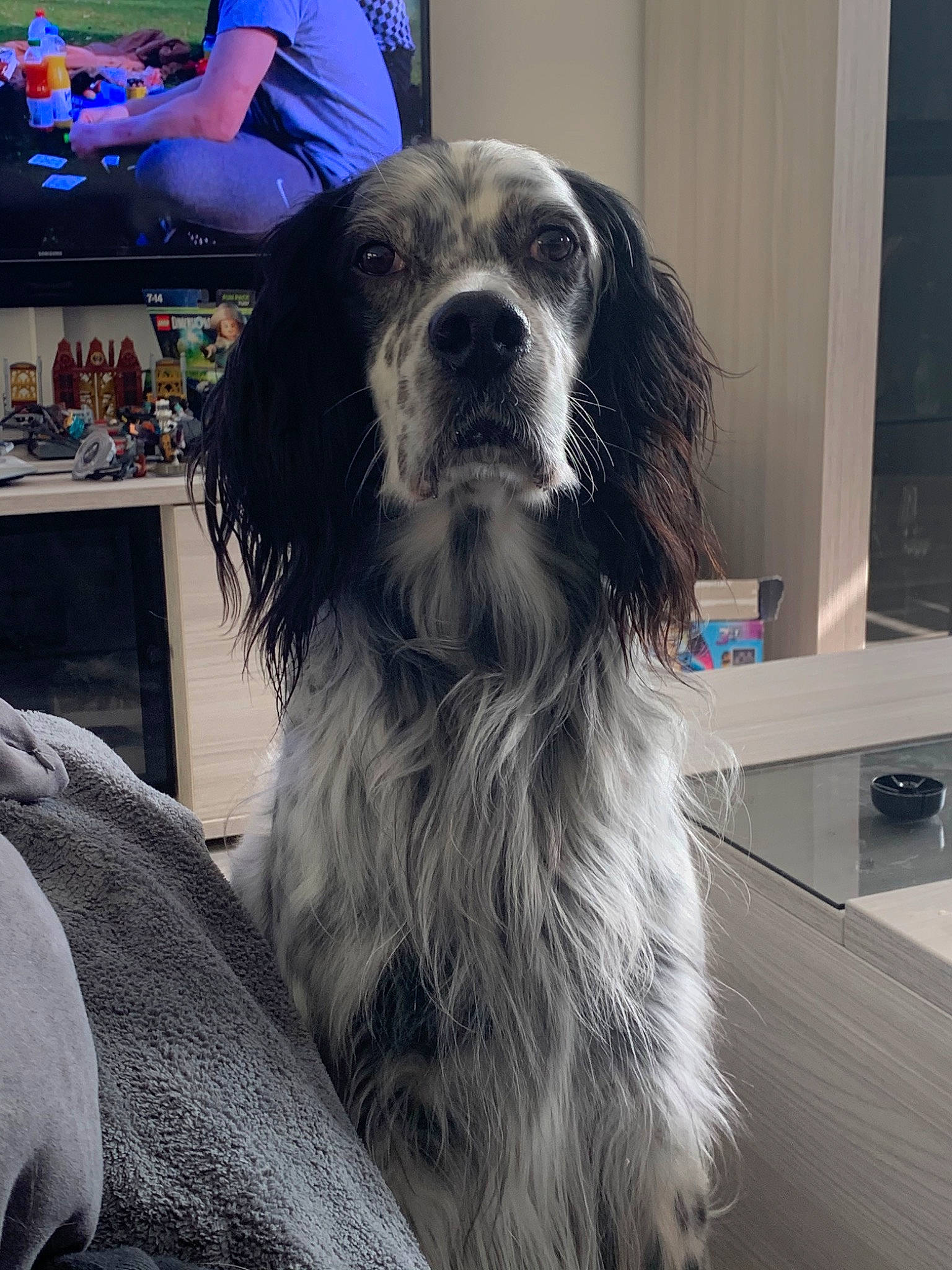 Isko a rejoint le concours — aidez-le/la à gagner de superbes lots ! blue_picardy_spaniel, canidae, carnivore, companion_dog, dog, dog_breed, english_setter, french_spaniel, large_munsterlander, mammal, rare_breed_dog, retriever, russian_spaniel, setter, snout, spaniel, sporting_group, vertebrate