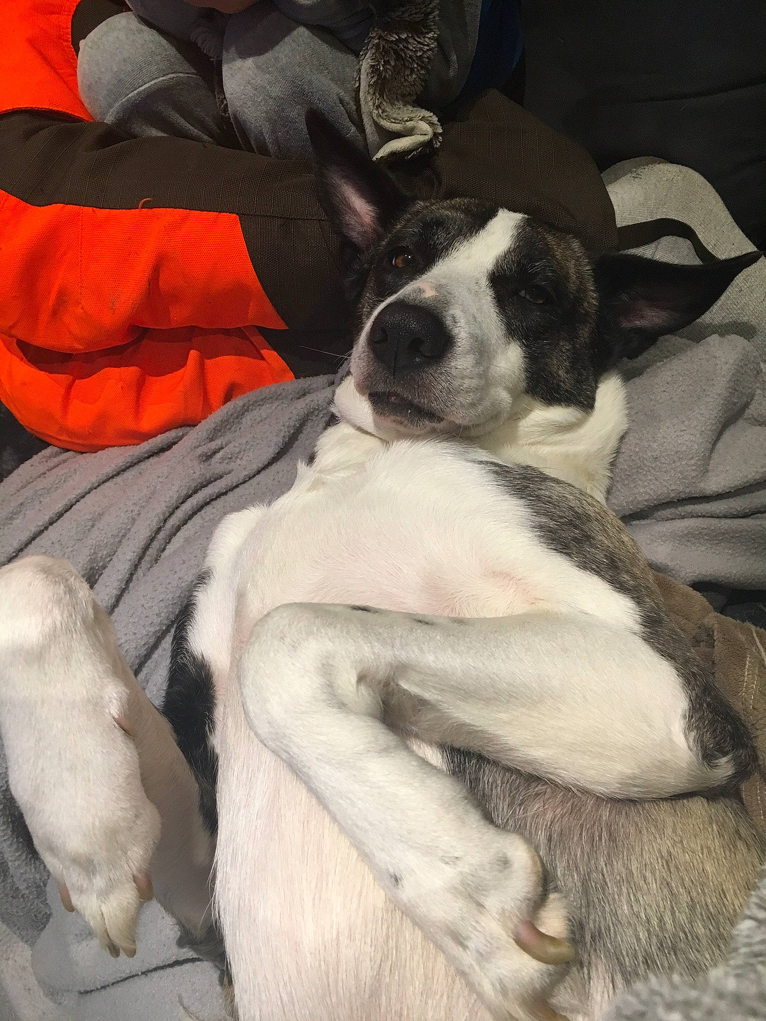 Perle a rejoint le concours — aidez-le/la à gagner de superbes lots ! canidae, carnivore, danish_swedish_farmdog, dog, dog_breed, feist, mammal, nap, pointer, puppy_love, ratonero_bodeguero_andaluz, sporting_group