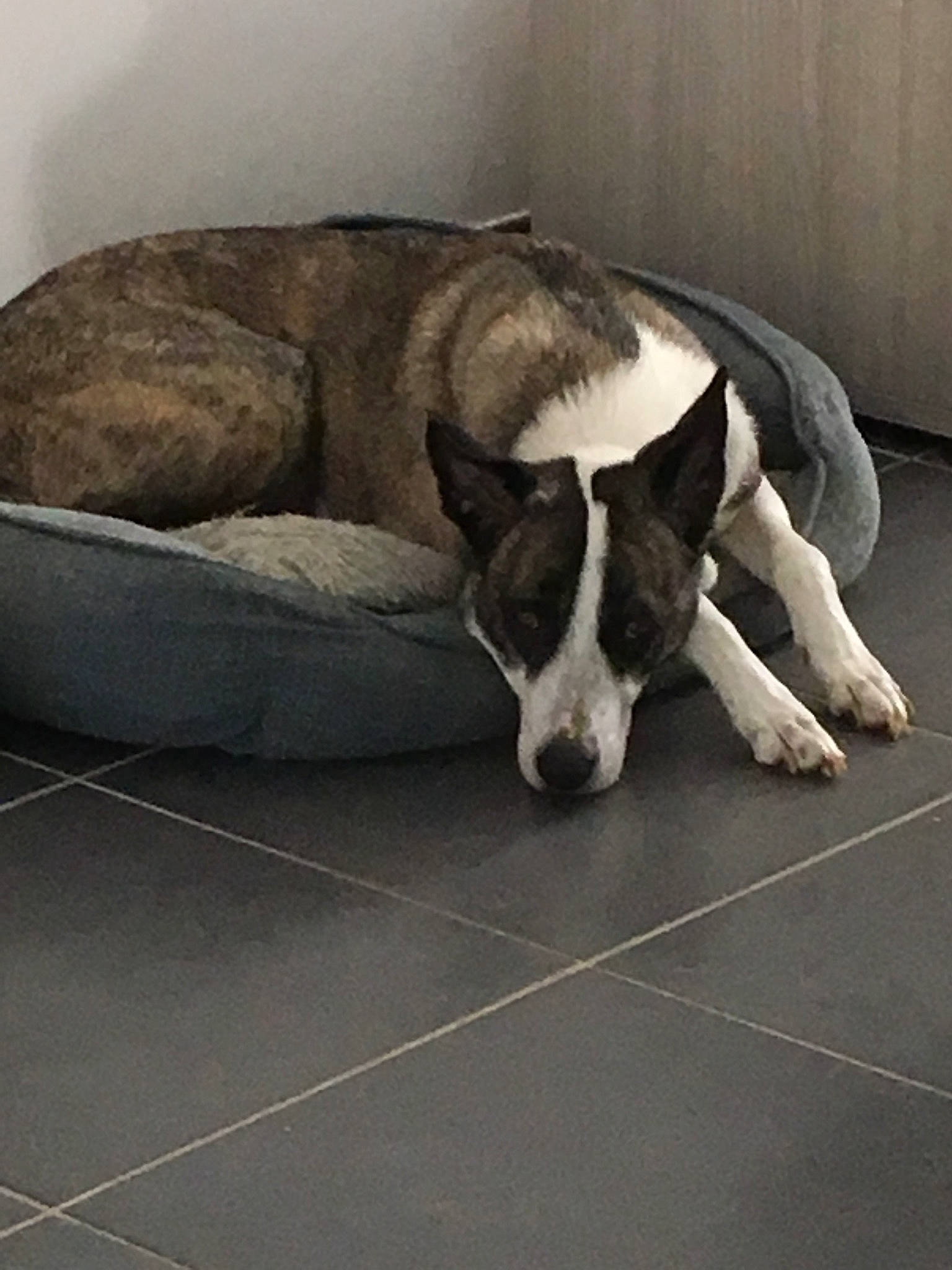 Perle participe au concours pour gagner de l'argent avec cette photo : canidae, carnivore, dog, dog_breed, floor, mammal