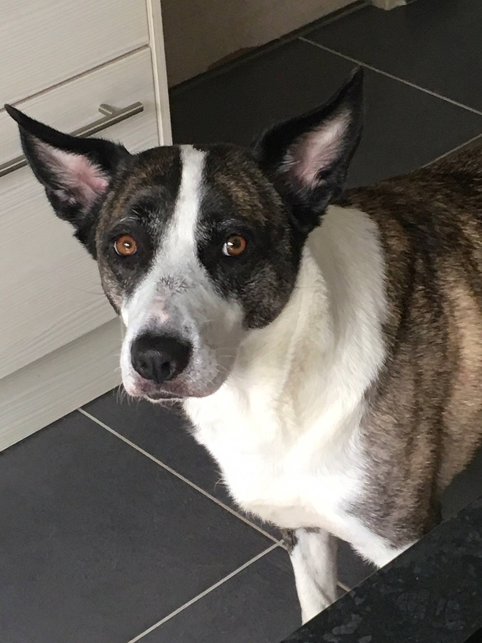 Perle a rejoint le concours — aidez-le/la à gagner de superbes lots ! canidae, cardigan_welsh_corgi, carnivore, dog, dog_breed, ear, feist, mammal, mcnab, rare_breed_dog, snout, teddy_roosevelt_terrier, vertebrate, whiskers