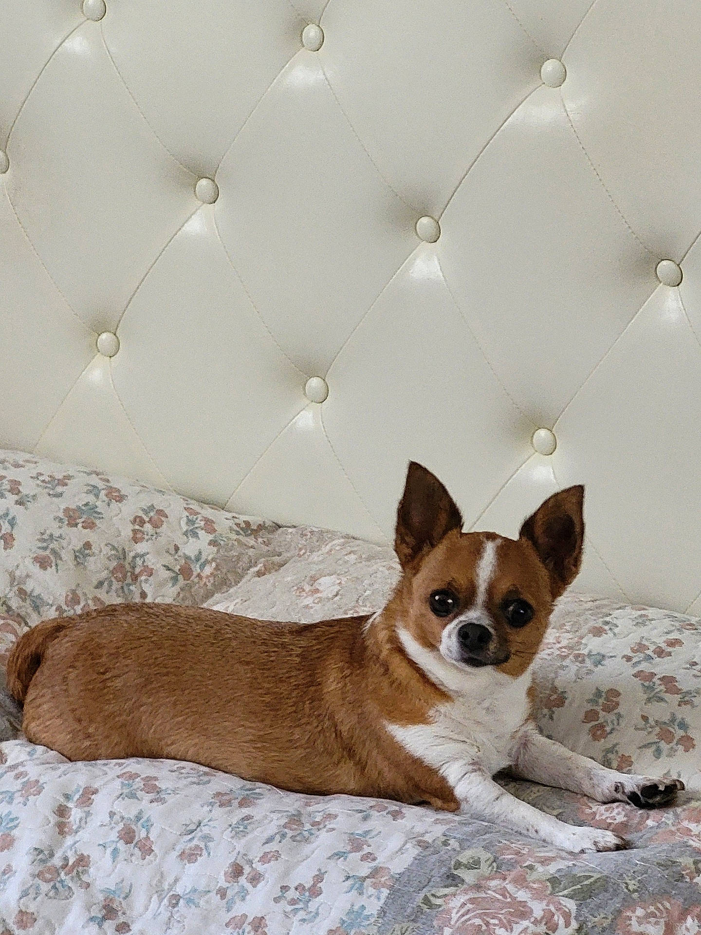 Mandy participe au concours pour gagner de l'argent avec cette photo : alert, animal, bed, bedroom, bedspread, brown_and_white, cute, dog, ears, floral_pattern, indoors, lying_down, paws, pet, portrait, quilt, resting, short_hair, small_dog, upholstery