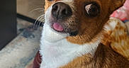 Mandy a rejoint le concours — aidez-le/la à gagner de superbes lots ! animal, beagle, bodypart, bulldog, canine, chihuahua, cockerspaniel, dog, frenchbulldog, hardwood, hound, mouth, papillon, person, pet, puppy, snout, tongue, whitedog, wood